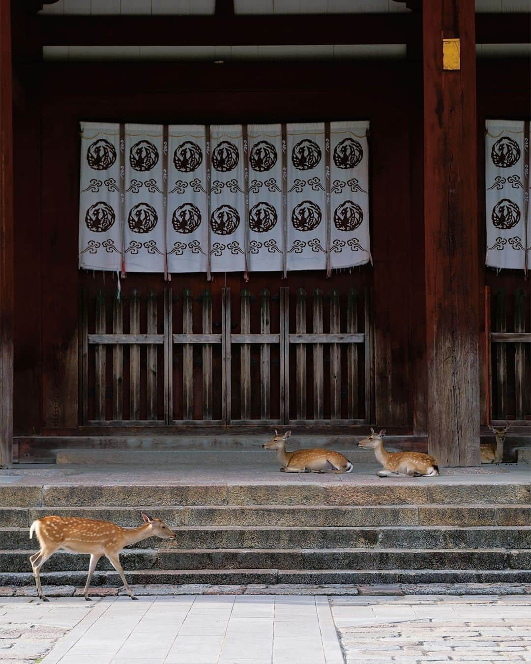 フィガロジャポンさんのインスタグラム写真 - (フィガロジャポンInstagram)「【日本の祖に帰る、長閑な道歩き＆食べ歩き。】⠀ かつては日本の中心だった奈良。大陸との繋がりも深く、多くの和の文化はここが発祥地だ。いま再び出合ってみませんか、大和の国の始まり始まりーー。⠀ photo : @sada_bon, réalisation : AKIKO WAKIMOTO⠀ #figarojapon #フィガロ11月号 #ニッポンの小さな旅へ。 #旅 #日本旅 #奈良 #東大寺 #鹿」9月28日 12時00分 - madamefigarojapon