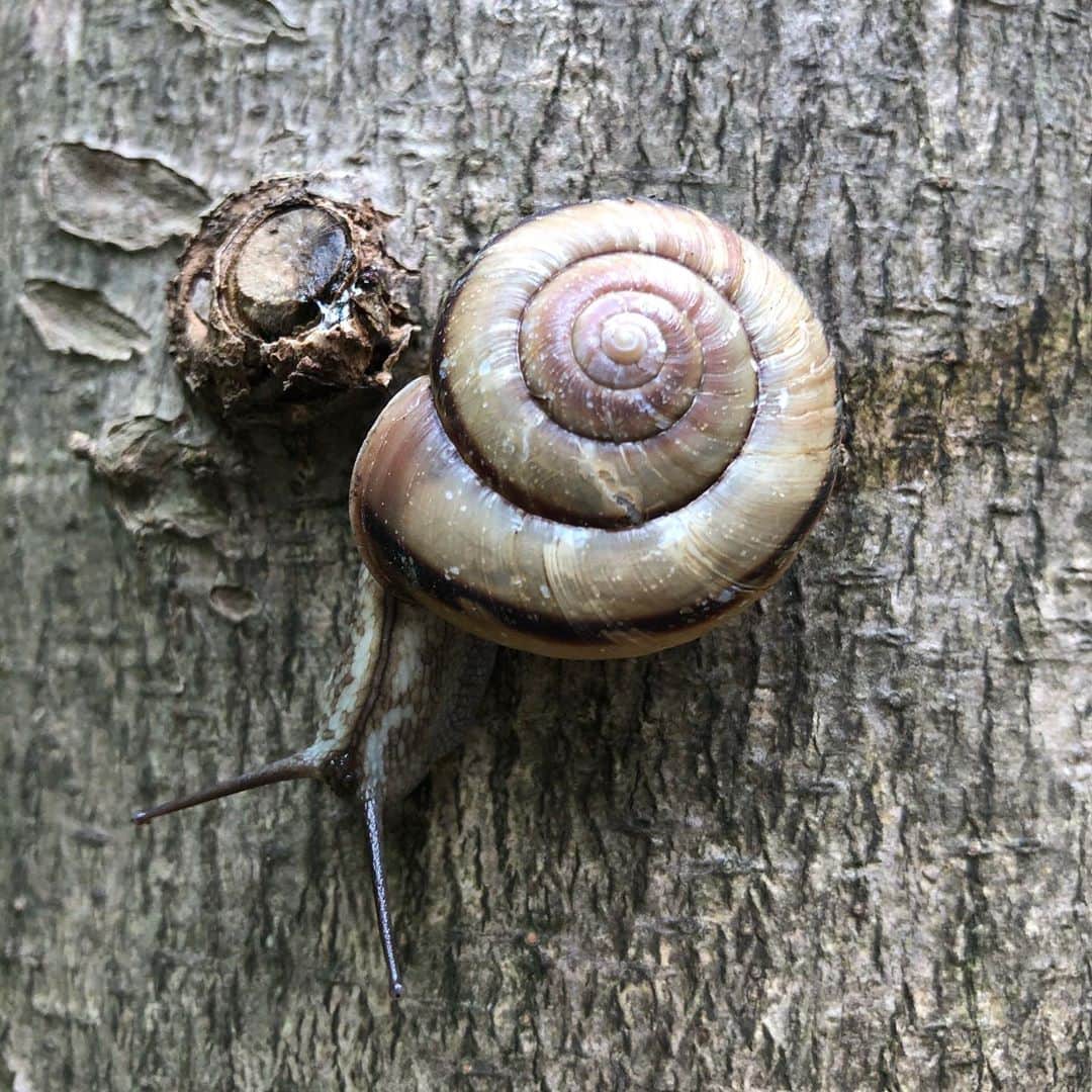 セイン・カミュのインスタグラム：「Say hello to my little friend 😁❣️ #thanecamus #snail #nature #mylittlefriend #smiles」