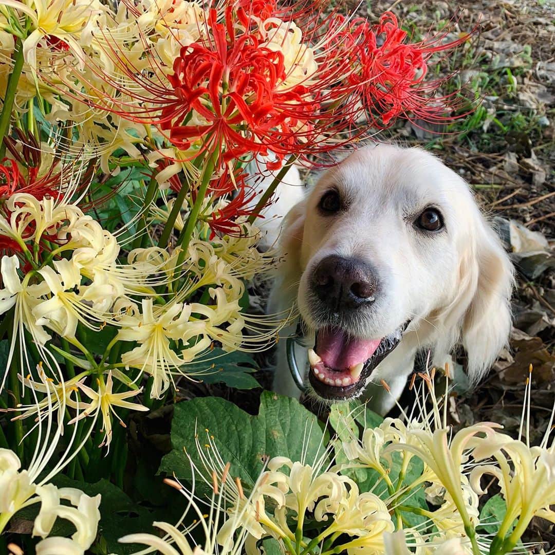 P太郎ママさんのインスタグラム写真 - (P太郎ママInstagram)「お彼岸は終わったが、 彼岸花は終わらない！ 白と赤ー。 ついでに朝日ーー。 と、白犬。 ←ピカピカにきれいなはずやが、もはや黄ばんどる？？？ #花と犬」9月28日 12時29分 - ptarodada