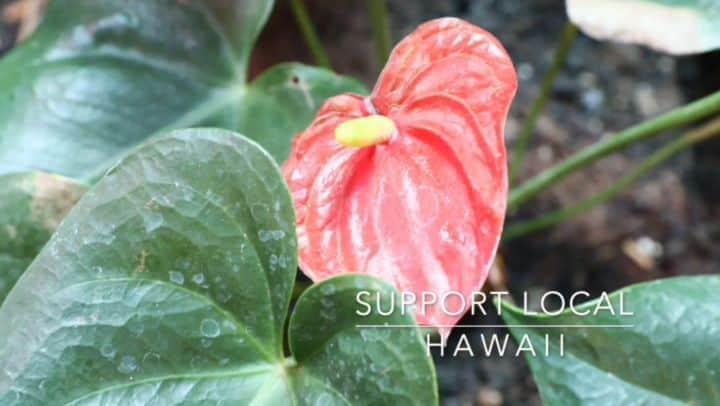 マヤ アリーナのインスタグラム：「「サポート・ローカル・ハワイ」第11エピソードはHouse of Mana Up! ローカルのビジネスと企業家をサポートするお店。ウェブサイトに行けば沢山の商品が見れるよ。今こそローカルをサポートするのが大事🌺Youtubeで完全エピソード見てね！リンクはプロフィールに入ってまーす⤴️  Episode 11 of Support Local Hawai’i is House of Mana Up. An inspiring incubator for local entrepreneurs, they showcase the amazing stories and products of our community. Definitely peruse their website for aloha filled gifts to send to love ones🥰Full link in bio. #supportlocal #hawaii #supportsmallbusiness   Special thanks to: @houseofmanaup  www.houseofmanaup.com  Featured products: @ua_body @alohamodern   📷: @norihasunuma3953 @linomodel_agency」