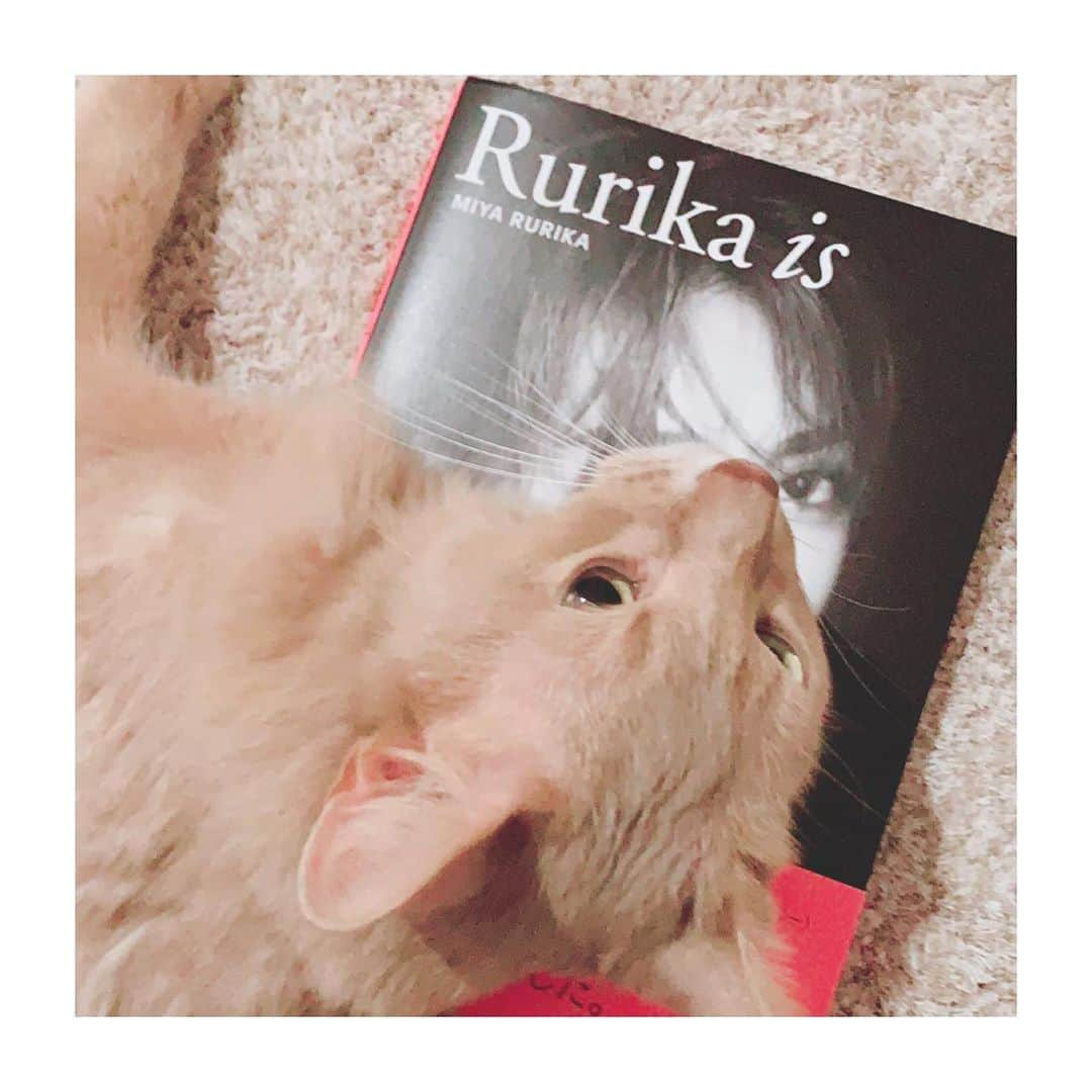 宇月颯さんのインスタグラム写真 - (宇月颯Instagram)「.﻿ .﻿ 美弥るりかさんのSTYLE BOOK📕✨﻿ 『Rurika is 』﻿ るりちゃんの想いがたっっっくさん詰まった見応えたっぷりの唯一無二の素晴らしい一冊❣️﻿ ﻿ 私もメッセージを送らせて頂き、少しだけ載せて頂いております😊🙏﻿ ﻿ 一度では読み足りないのでゆっくりじっくり楽しみたいと思います😻✨﻿ ﻿ ﻿ #美弥るりか さん﻿ #STYLEBOOK﻿ #Rurikais﻿ #こりゃ凄いぞ‼︎﻿ #盛り沢山‼︎﻿ #唯一無二の素晴らしい一冊‼︎﻿ #るっちゃんも沢山♡﻿ #ぽっちゃんも今一番気になる本だよ笑﻿ #ぽっちゃん独占﻿ #私にも見させてくれー﻿ #発売本当におめでとう﻿‼︎ #宇月颯﻿ ﻿」9月28日 13時28分 - hayate_uzuki_official