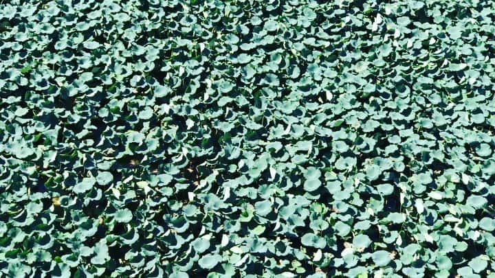 井手大介のインスタグラム：「lotus dancing to my simple 808 beat #beatmaking #videoediting #808 #lotus #皇居」