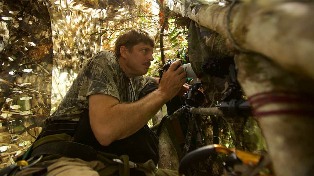 Tim Lamanさんのインスタグラム写真 - (Tim LamanInstagram)「Video by @TimLaman.  A male Lesser Bird-of-Paradise shakes his incredible plumes and dances around his branch calling out to attract females.  I’m sharing this footage shot in West Papua, Indonesia to remind us all about the incredible richness of these forests.  Papua’s forests and those across the whole big island of New Guinea, represent the largest intact rainforest in all of the Asia-Pacific and are a global store of carbon, biodiversity, and potential sustainable tourism for the people of Papua if they are protected.   Swipe to see a few behind-the-scenes shots of the small camouflaged perch I built high in the canopy of a nearby tree to film this.  There was no place to build a bigger platform, and I didn’t want to disturb the birds, so I sat on a branch, tied in my tripod to another branch in front of me, and hung camo cloth all around me.  As you can see in the last shot, it blends in pretty well.  All I had to do was climb up the rope in the dark and get in position and wait for the male to come do his thing when it got light!   #birdsofparadise #Papua #Indonesia #framedongitzo @GitzoInspires @birdsofparadiseproject」9月29日 1時36分 - timlaman