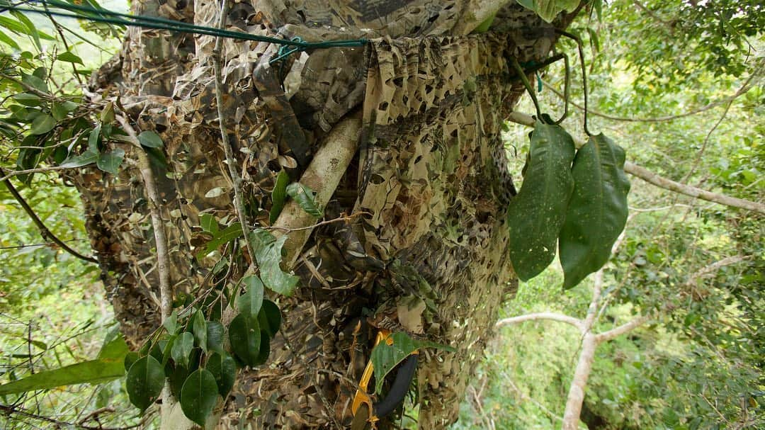 Tim Lamanさんのインスタグラム写真 - (Tim LamanInstagram)「Video by @TimLaman.  A male Lesser Bird-of-Paradise shakes his incredible plumes and dances around his branch calling out to attract females.  I’m sharing this footage shot in West Papua, Indonesia to remind us all about the incredible richness of these forests.  Papua’s forests and those across the whole big island of New Guinea, represent the largest intact rainforest in all of the Asia-Pacific and are a global store of carbon, biodiversity, and potential sustainable tourism for the people of Papua if they are protected.   Swipe to see a few behind-the-scenes shots of the small camouflaged perch I built high in the canopy of a nearby tree to film this.  There was no place to build a bigger platform, and I didn’t want to disturb the birds, so I sat on a branch, tied in my tripod to another branch in front of me, and hung camo cloth all around me.  As you can see in the last shot, it blends in pretty well.  All I had to do was climb up the rope in the dark and get in position and wait for the male to come do his thing when it got light!   #birdsofparadise #Papua #Indonesia #framedongitzo @GitzoInspires @birdsofparadiseproject」9月29日 1時36分 - timlaman