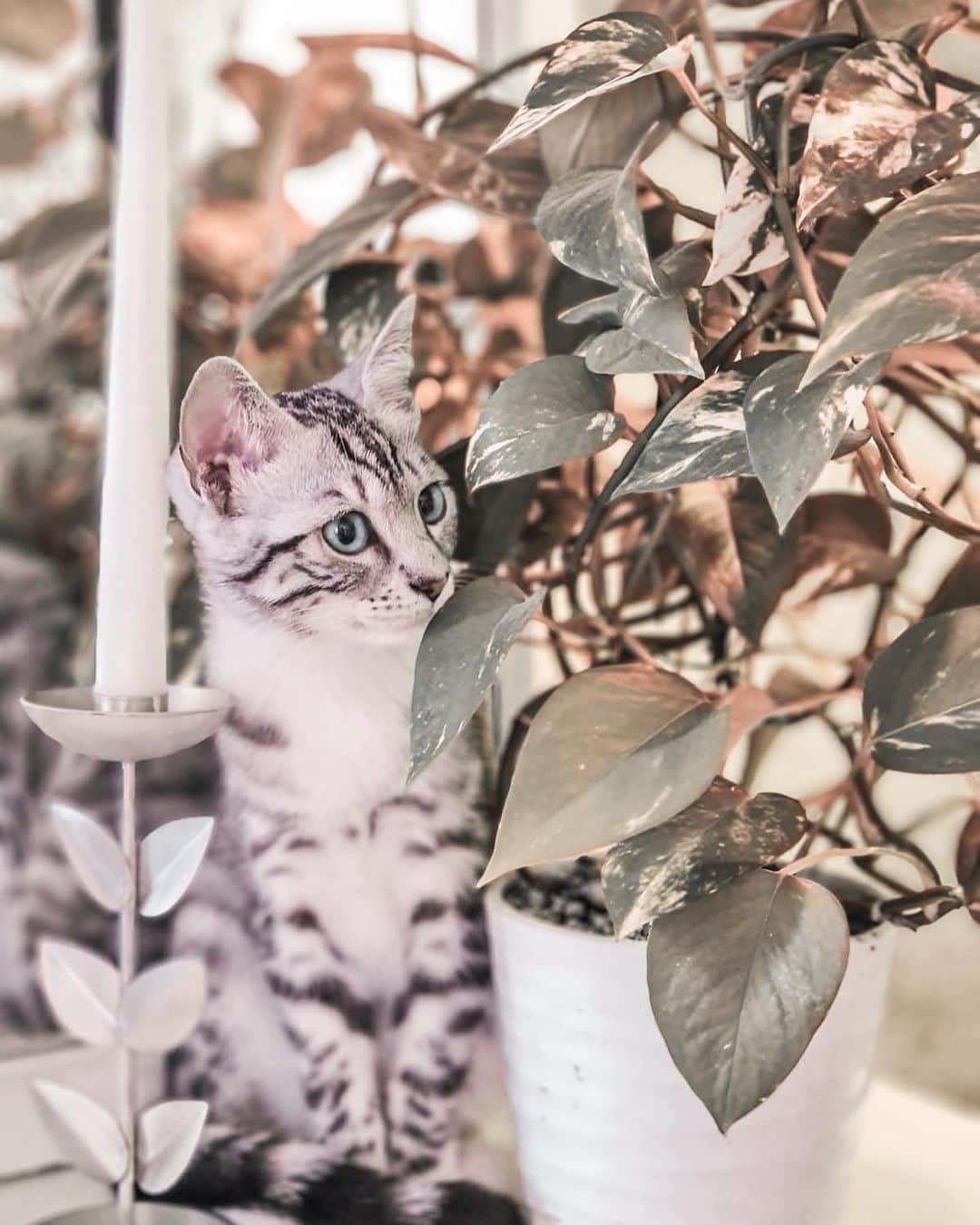 VIRAL PETSのインスタグラム：「Fibi wishes you a wonderful new week full of chasing birds! (she doesn't yet understand that Instagram is used by hoomans that doesn't particularly like chasing birds). swipe for monday mood 💤」