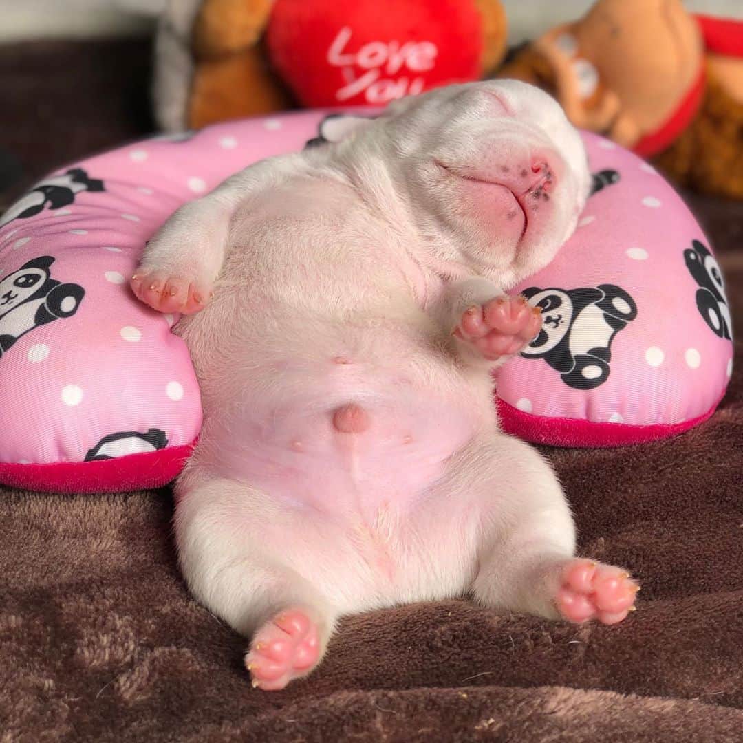 Regeneratti&Oliveira Kennelのインスタグラム：「Monday Mood #cutepuppy #frenchie #frenchbulldog #adorabull #sweet」