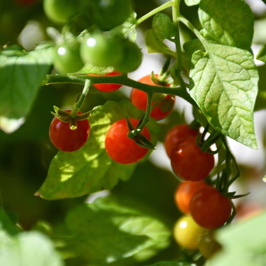 クラレンス邸さんのインスタグラム写真 - (クラレンス邸Instagram)「As we approach the end of #OrganicSeptember, take a look at some of the fruit and vegetables that have been blooming in the garden!   The Clarence House garden is starting to showcase Red Currant tomatoes, Queensland Blue squash, runner beans, peppers and kumquats. 🍅🍊  Meanwhile at @highgrovegarden, The Prince’s entirely organic garden and farm, apples and pears are being picked and prepared for juicing. 🍎🍐 The Kitchen Garden helps the Highgrove estate achieve self-sufficiency in fruit and vegetables, which also include leeks and sprouts.  🌱 Highgrove Gardens are open for the public to explore for a short period each year.」9月29日 0時34分 - clarencehouse