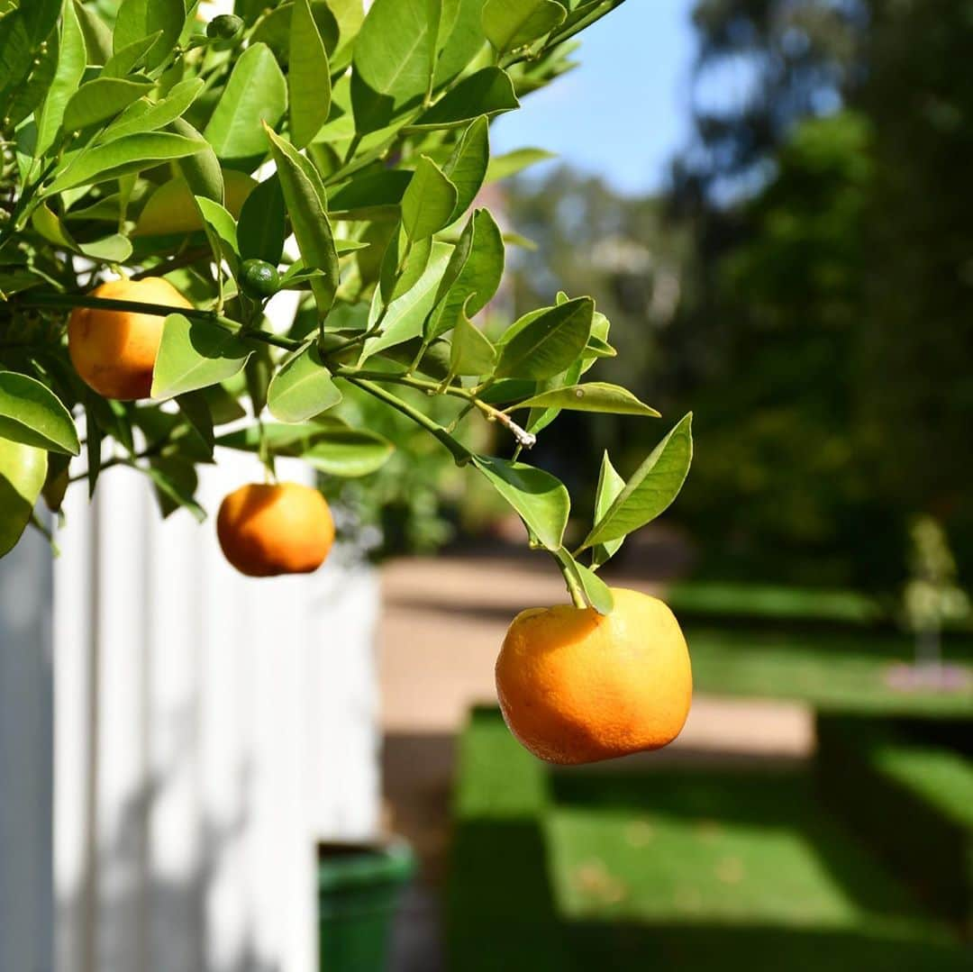 クラレンス邸さんのインスタグラム写真 - (クラレンス邸Instagram)「As we approach the end of #OrganicSeptember, take a look at some of the fruit and vegetables that have been blooming in the garden!   The Clarence House garden is starting to showcase Red Currant tomatoes, Queensland Blue squash, runner beans, peppers and kumquats. 🍅🍊  Meanwhile at @highgrovegarden, The Prince’s entirely organic garden and farm, apples and pears are being picked and prepared for juicing. 🍎🍐 The Kitchen Garden helps the Highgrove estate achieve self-sufficiency in fruit and vegetables, which also include leeks and sprouts.  🌱 Highgrove Gardens are open for the public to explore for a short period each year.」9月29日 0時34分 - clarencehouse