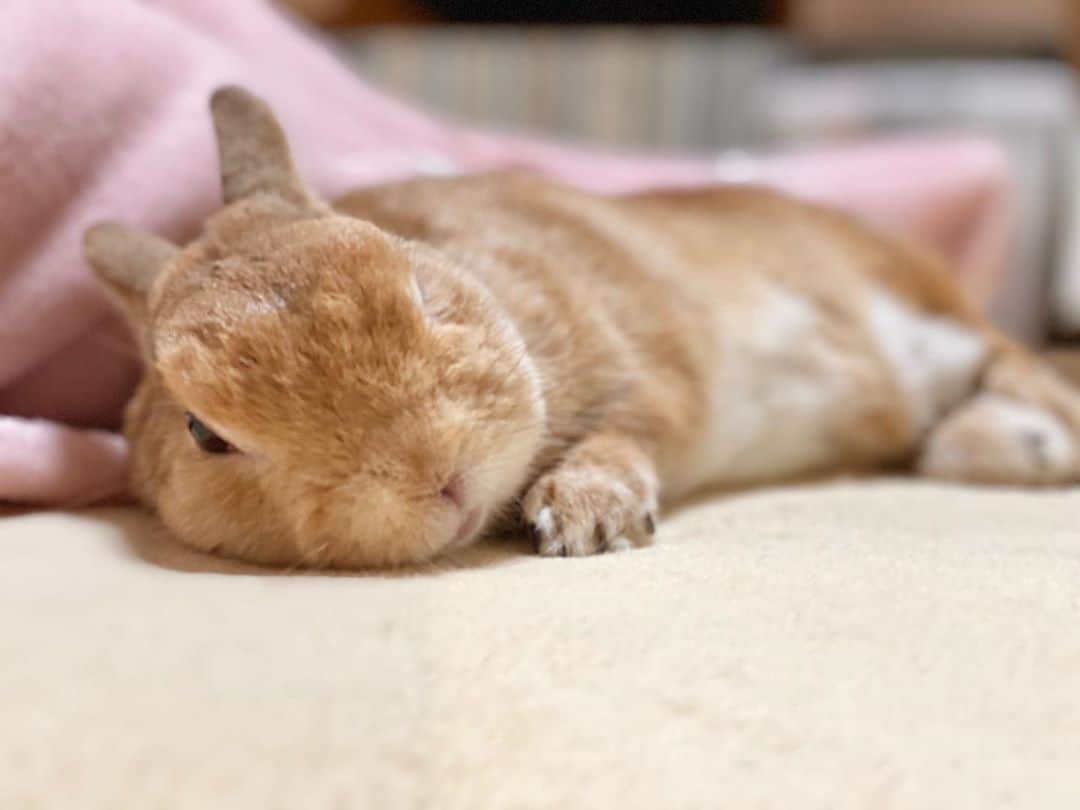 ラン?さんのインスタグラム写真 - (ラン?Instagram)「おやすみ～☆｡.:＊・.｡🌙 ママんがテレビ観てるから、となりで(*˘꒳​˘*)すやすや♡ ☆ #おやすみなさい  #うさぎ #ネザーランドドワーフ #rabbit #bunny #bunnystagram  #rabbitstagram  #cute  #かわいい #ふわもこ部  #もふもふ  #zip写真部  #アニマル写真部 #instagramjapan #netherlanddwarf #うさぎと暮らす  #うさぎのいる暮らし #癒し #kawaii #ランちゃん  2020.09.29」9月29日 0時43分 - mofumofuusako