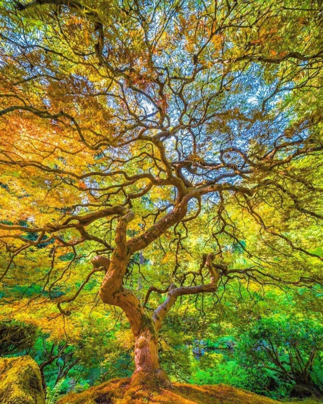 のインスタグラム：「@portlandjapanesegarden is open again just in time for the fall colors we all adore & love! 🍁🍂 - 📷: @joe_shively_photos  @neveratalossfor  @elliotmcgucken」
