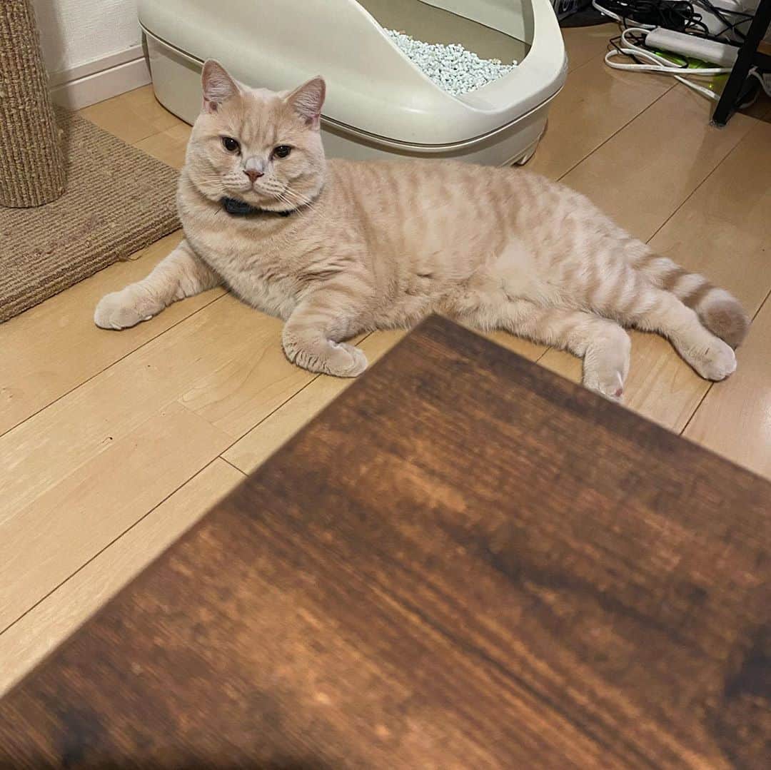 赤西涼のインスタグラム：「うとうとしてるとこ撮りたくて撮ろうとすると起きちゃうんだよなぁ🐱 あくびもかわいい❤️ 今日も元気でいてくれてありがとう🥰」