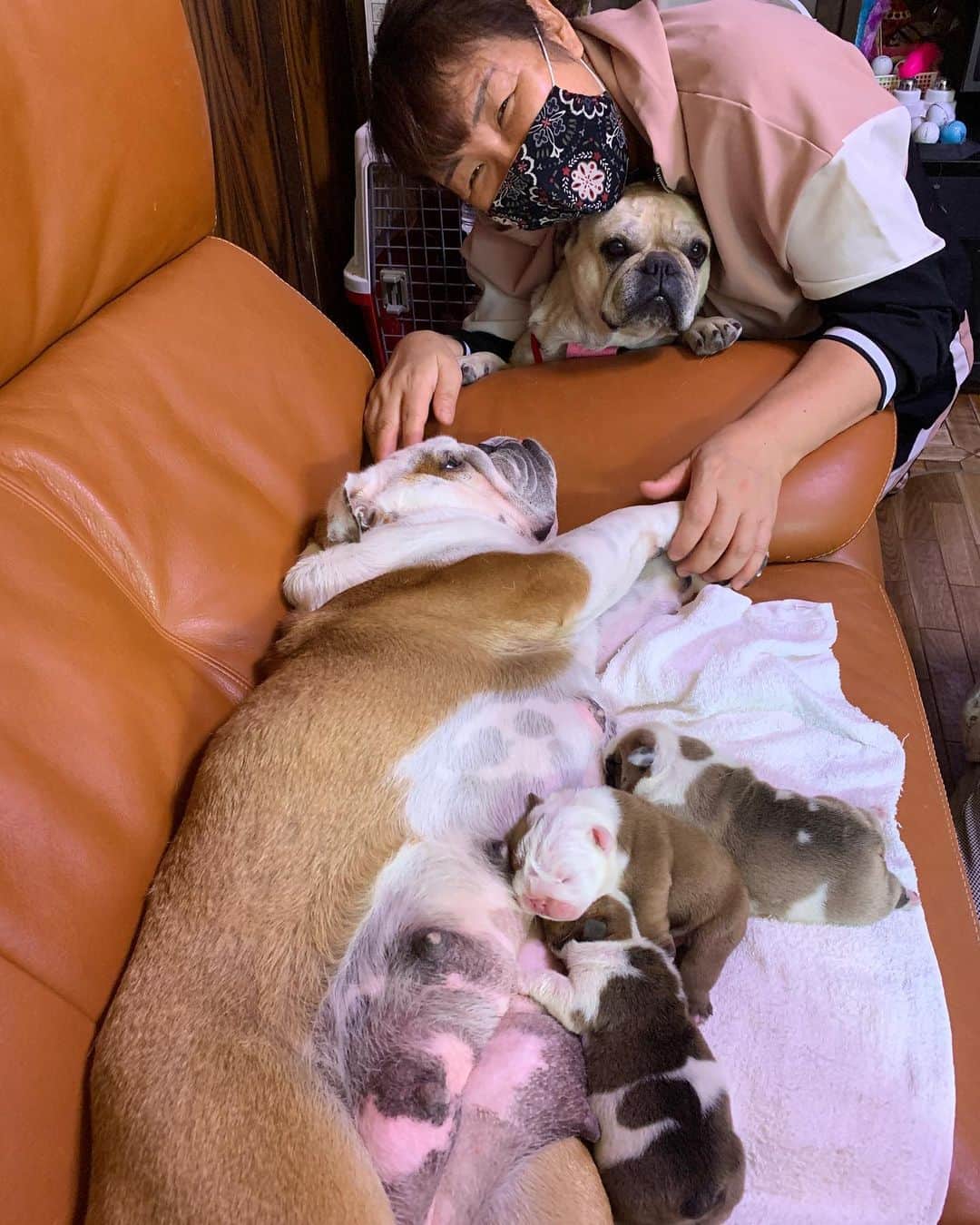 どこでも 繊細 不格好 北斗 晶 犬 梅 Arouze Jp