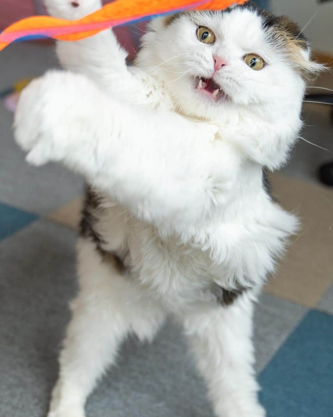 マアルのインスタグラム：「ハムさん #🐱 #北海道 #旭川 #猫  @psmaaru #catsofinstagram #meowfeature #kitty #catoftheday #pleasantcat #instacat #dailycat #meowed #katze #happycatclub #cats_of_day #petsofinstagram #neko #catfeature #catlover #cats #weeklyfluff #cat #catloversclub #excellent_cats #kitty #catphoto #cats_of_instagram #냥스타그램 #고양이 #แมว」