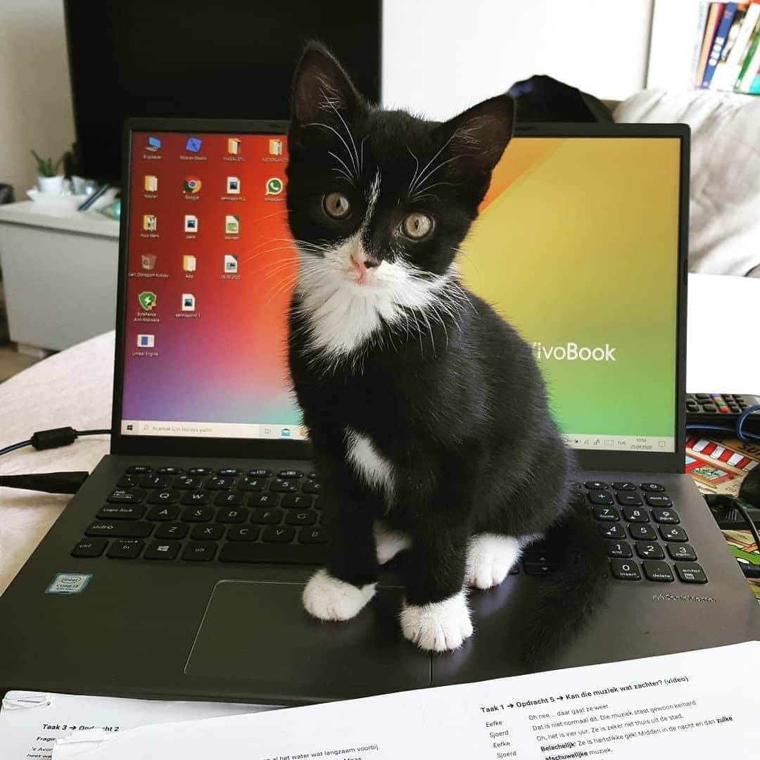 ASUSさんのインスタグラム写真 - (ASUSInstagram)「This is why you can't get any work done. 😅🐱 #VivoBook 📸: @mefeyece」9月28日 18時00分 - asus