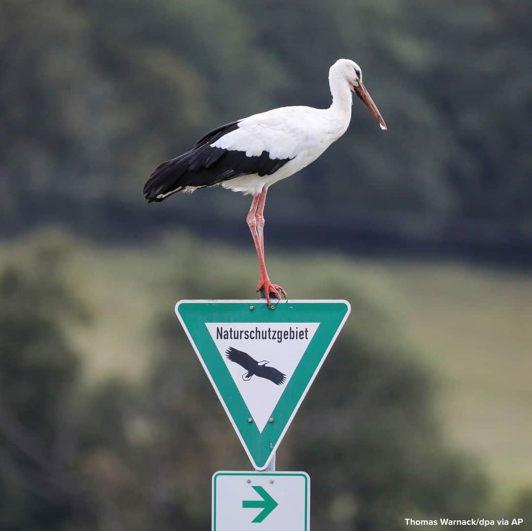 ABC Newsさんのインスタグラム写真 - (ABC NewsInstagram)「Stork stands on a traffic sign pointing to a nature reserve in Bechingen, Germany. #stork #animals」9月28日 18時10分 - abcnews