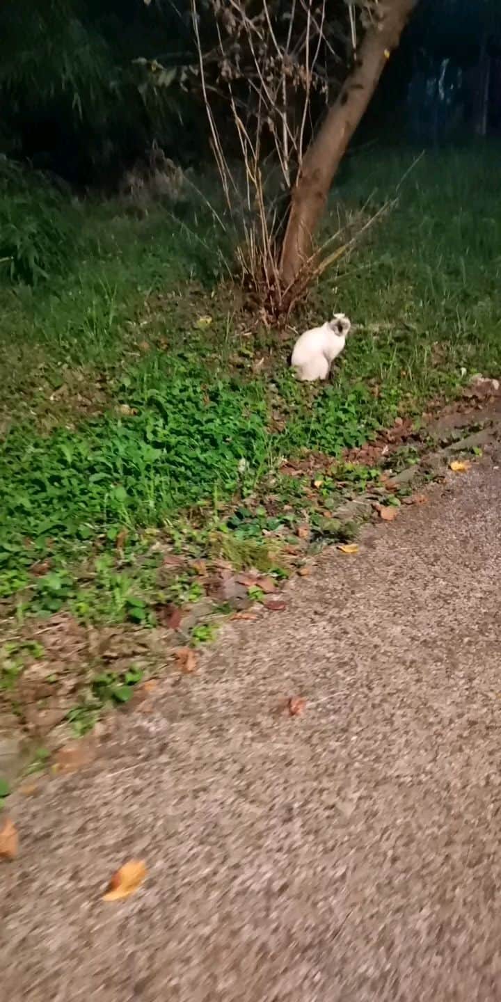 感動猫動画のインスタグラム