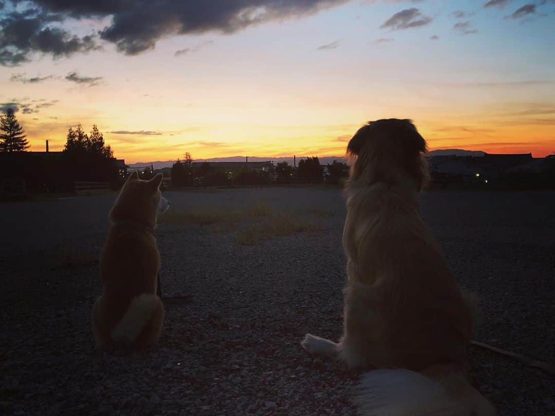 篠原信一のインスタグラム：「夕日がキレイなぁ。 いつまで見てるのかな❓ 早く帰ろよ😅  #柴犬 #しばいぬ #ゴールデンレトリバー #小鉄とニコの大冒険  #shibainu #goldenretriever #いぬすたぐらむ #いぬのいる暮らし #犬との暮らし #夕日 #夕散歩」