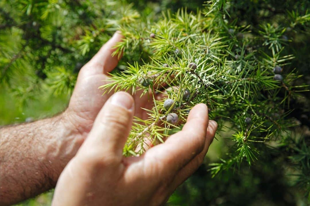 ロクシタンさんのインスタグラム写真 - (ロクシタンInstagram)「This prickly looking tree is actually the source of our soothing and hydrating Cade oils. We use it to protect men from the more modern challenges of shaving and pollution in our cleansers, shaving cream and after-shave balm.⁣ ⁣ #Cade #SkinCareForMen #BeardCare #Skincare #Antiaging #NaturalBeauty  #LOccitaneForMen #LOccitane⁣」9月28日 19時00分 - loccitane