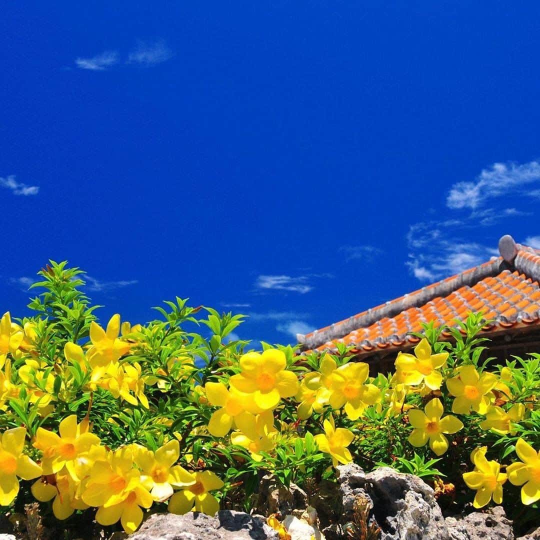 Be.okinawaのインスタグラム：「Large Allamanda glint in the strong summer sun. The flowers look especially beautiful in the summer among other seasons. You’ll fall in love with yellow Allamanda canvassing Okinawa scenery.  📍: Taketomi Island 📷: @ishigakidreamtours　Thank you for the lovely picture!  Hold on a little bit longer until the day we can welcome you! Experience the charm of Okinawa at home for now! #okinawaathome #staysafe  Tag your own photos from your past memories in Okinawa with #visitokinawa / #beokinawa to give us permission to repost!  #allamandacathartica #アラマンダ #알라만다 #竹富島 #taketomiisland #다케토미섬 #八重山諸島 #八重山群島 #japan #travelgram #instatravel #okinawa #doyoutravel #japan_of_insta #passportready #japantrip #traveldestination #okinawajapan #okinawatrip #沖縄 #沖繩 #오키나와 #旅行 #여행 #打卡 #여행스타그램」