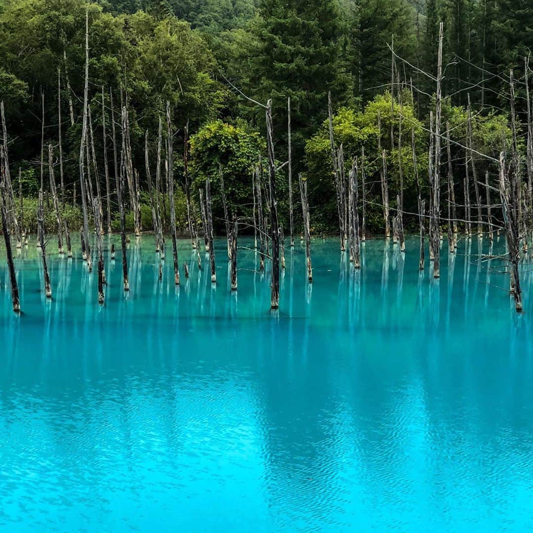 halnoさんのインスタグラム写真 - (halnoInstagram)「The blue pond, as they say. よくある過度な色調整された絶景かと思いきや本当に青かった！！Swipeして動画も見てね→→ ・ ・ ・ #日本の絶景 #旅行好きな人と繋がりたい #tripjapan #写真撮ってる人と繋がりたい #写真好きな人と繋がりたい #ファインダー越しの私の世界 #絶景 #discoverjapan #earthpix #voyaged #大絶景  #旅とファンタジー #leica #leicacamera #北海道　#青い池　#Hokkaido」9月28日 19時32分 - halno