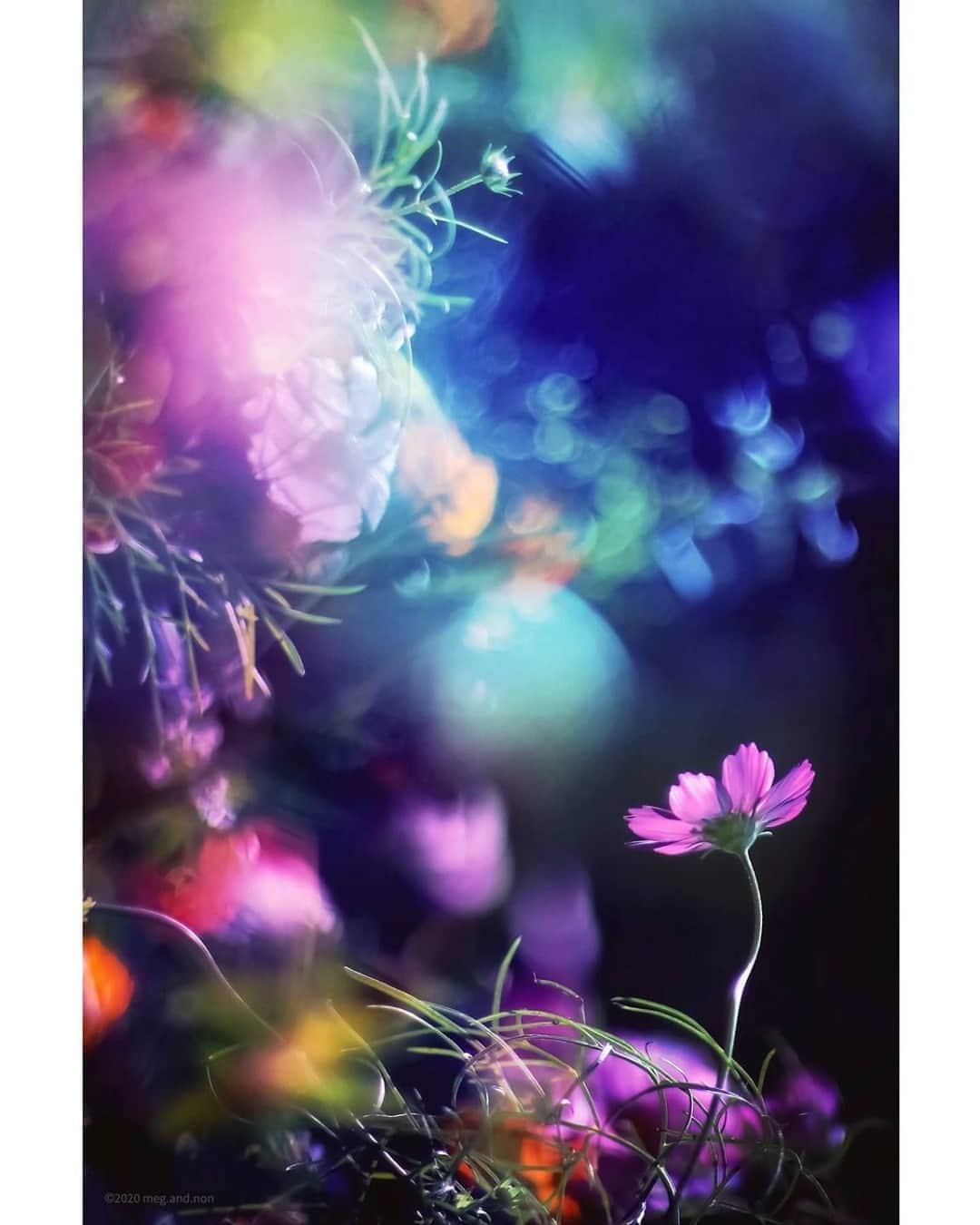 花の写真館のインスタグラム：「Photo by @meg_and_non.⠀ https://instagram.com/meg_and_non/⠀ .⠀ Original Post[投稿いただいたURL]⠀ https://www.instagram.com/p/CFUf_b1D1Za/⠀ .⠀ 本アカウントは、 #私の花の写真 をつけてInstagramに投稿された皆さまの花の写真や、「花の写真館」Facebookページで投稿された花の写真を紹介します。⠀ 「花の写真館」Facebookページは、「 @floral.photograph 」のプロフィールにあるURLからご覧ください。⠀ .⠀ ※各自、政府、自治体など公的機関の指示に従った行動をお願いします。⠀⠀ 東京カメラ部および分室では、写真を「見る楽しみ」を提供することを通して、微力ながら皆様にわずかな時間でも癒しをお届けしたいと思っております。⠀ ※本アカウントは東京カメラ部がFacebook、Instagramのサービスを利用して運営しているもので、Facebook社・Instagramとは一切関係ありません。⠀ .⠀ #花の写真館 #floralphotograph #floralphoto #flower #flowers⠀ Follow: @floral.photograph」