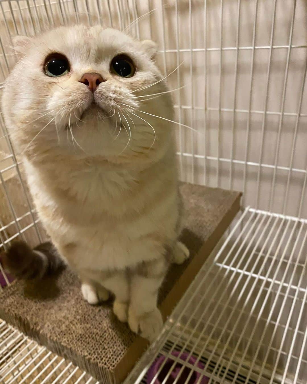 Haruのインスタグラム：「Baby seal 💦」