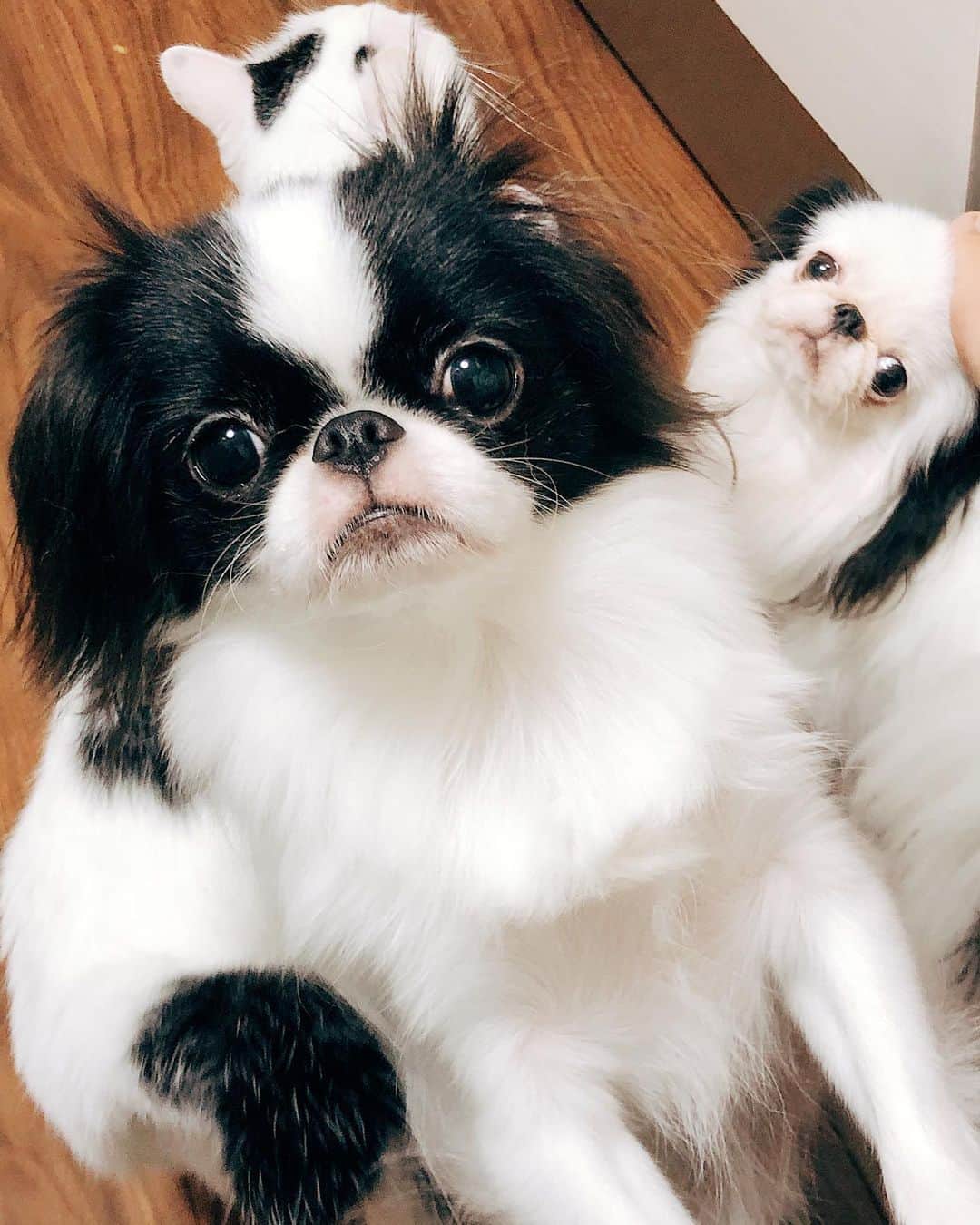 juntowaのインスタグラム：「可愛い口元。#僕は#どっちでしょう」