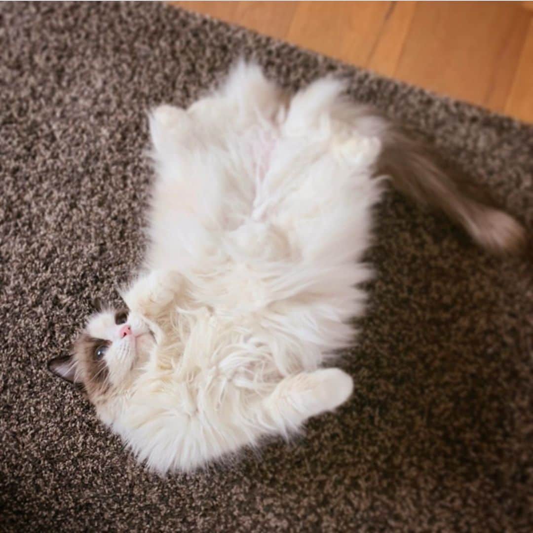 のインスタグラム：「今日も１日、お疲れ様でした🌹🌟 良い睡眠をとって、明日も１日元気に過ごせますように⭐️😊 おやすみなさい💤😴🌙 いい夢、みてね😉by ブー🐶&フラン🐈」