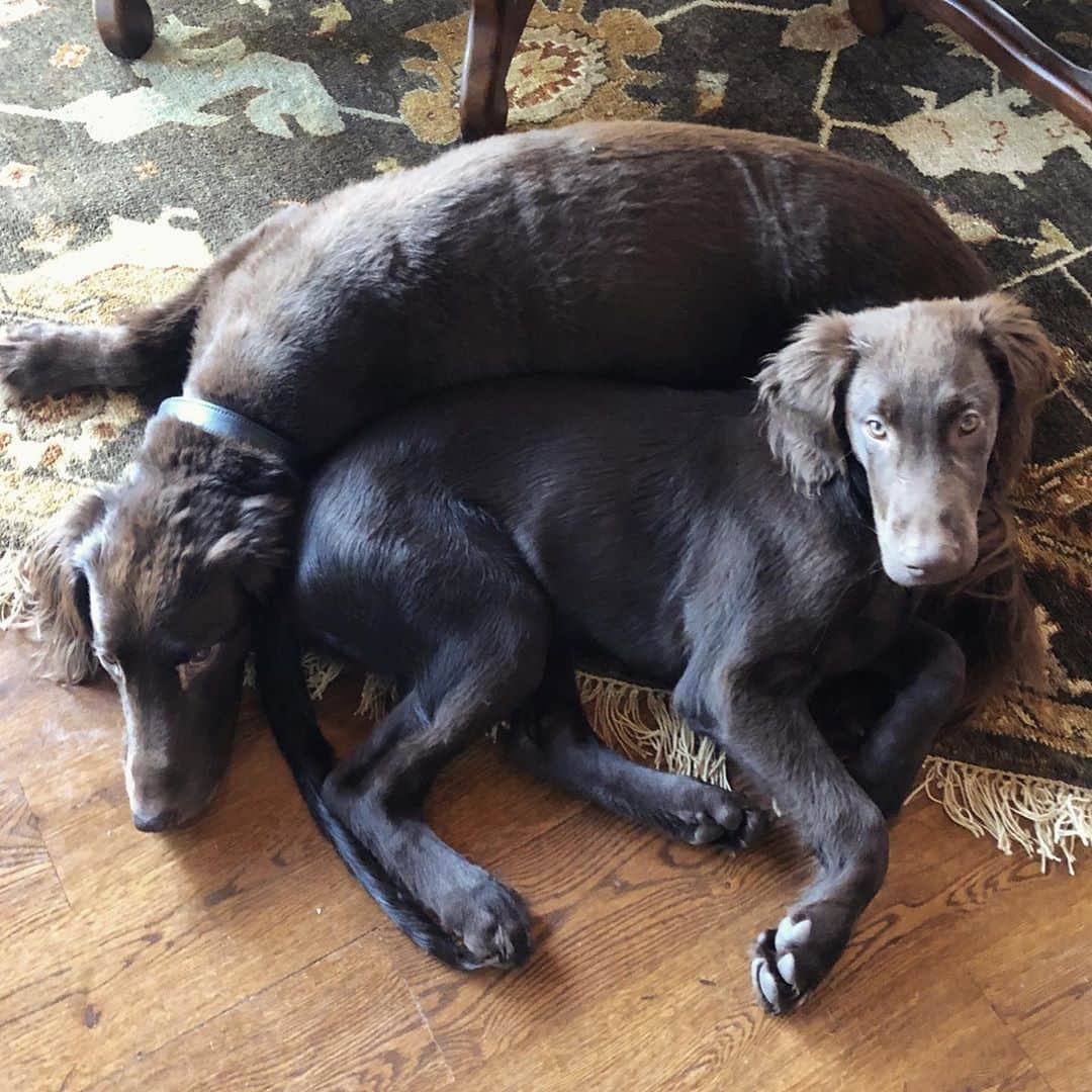 タラ・リピンスキーのインスタグラム：「Loving this image of a puddle of Flat Coats that is Dublin and Sully. Seeing them together like this warms my heart but it’s also bittersweet. Dublin probably doesn’t have that much longer with us (although you would never know, he has more energy than Sully sometimes) so we are trying to soak up all of him, every minute we can. And as you can see, Sully is too. P.S I have learned more than I ever thought I would from watching Dublin go through his cancer journey. Yesterday I watched him barrel down a hill like a maniac after his ball and realized he is not thinking twice about his missing leg or the chemo he has gone through. He wakes up every morning with his tail wagging, truly loving life and living in the moment. I remind myself daily- BE MORE LIKE DUBLIN #nationalsonsday」