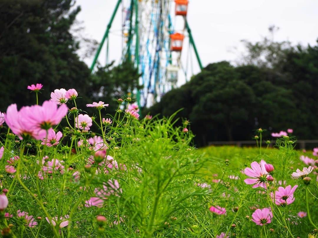 松本紗依さんのインスタグラム写真 - (松本紗依Instagram)「✿ * ここはすっごい綺麗やったけど、なによりも咲いてるところがあってよかった~って安心した印象の方が強かったかな笑 * #コスモス #5分咲き ならぬ #2.5分咲き #ひたち海浜公園  #カメラ #写真」9月28日 20時19分 - sayo_rinrin