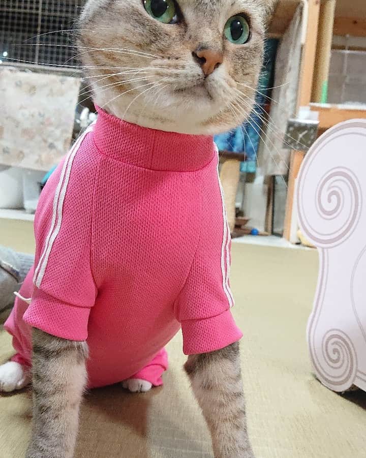 Miaouのインスタグラム