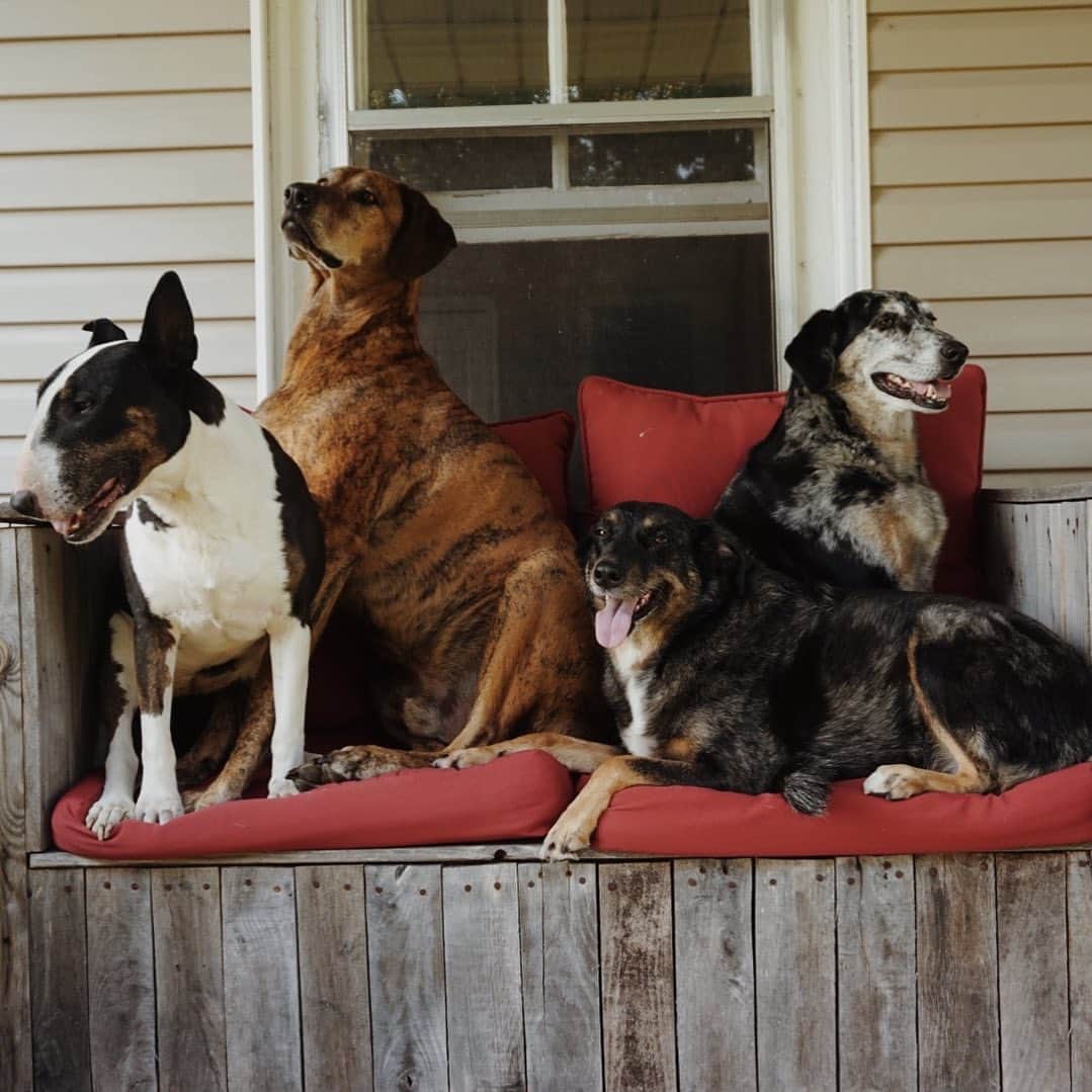 Emily McCrackenのインスタグラム：「🐶🐶🐶🐶」