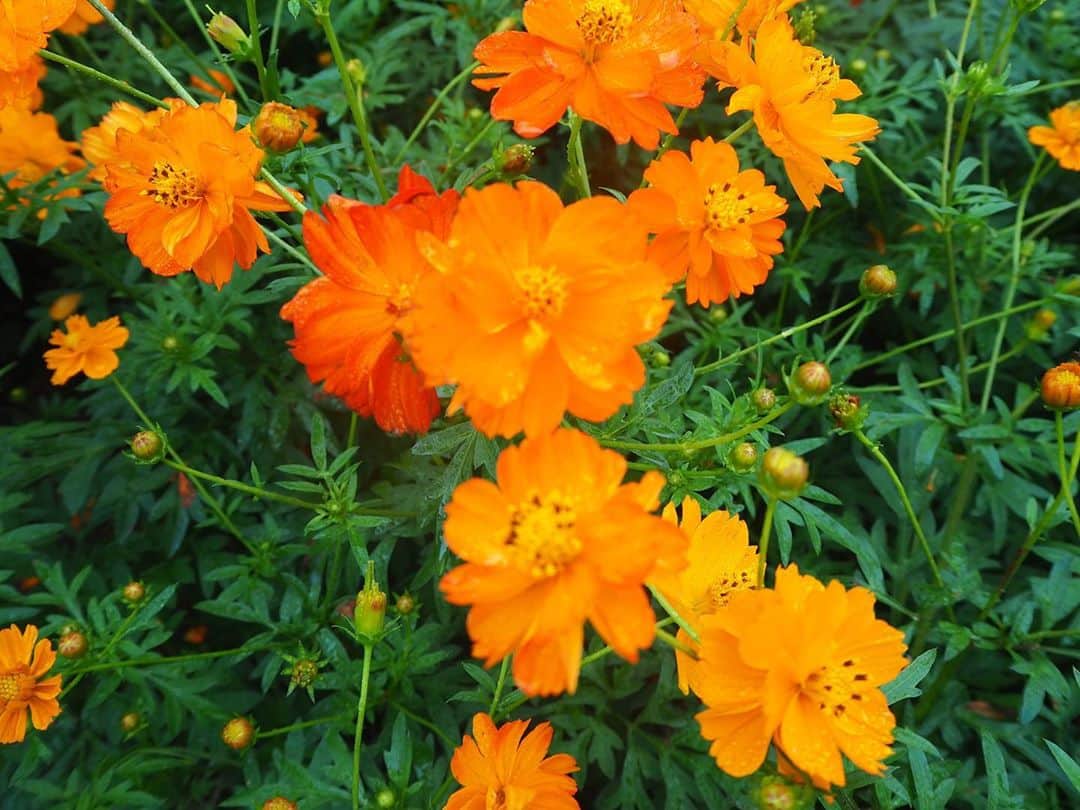 松本紗依のインスタグラム：「❁︎ * オレンジ映えて綺麗な~と思って撮ったけど、花の名前忘れました😇😅 * #ひたち海浜公園 #写真 #カメラ」