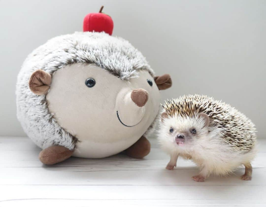 ラド&ティンクさんのインスタグラム写真 - (ラド&ティンクInstagram)「big and small 🦔  model ： Ocean  おっきなハートの輪郭のハリちゃんとおーしゃん。 りんごの帽子がお揃いなの🍎  おーしゃんはいつも見上げるからお友達って思ってるんだよね😊✨  フェルトりんご　@chiku2felt  りんごベレー帽　#ラドポンポン   #おーしゃん　#3歳6ヶ月 #はりねずみ #ハリネズミ #針鼠 #ヨツユビハリネズミ #ヘッジホッグ  #ペット #ふわもこ部 #モフモフ #hedgehog #pygmyhedgehog #lovelypet #cuteanimals #hedgehogfamily #hedgie #Hérisson #igel#riccio #Erizo #고슴도치 #刺猬 #pecotv #ラドポンポン #りんごベレー帽」9月28日 20時42分 - rado_pompon