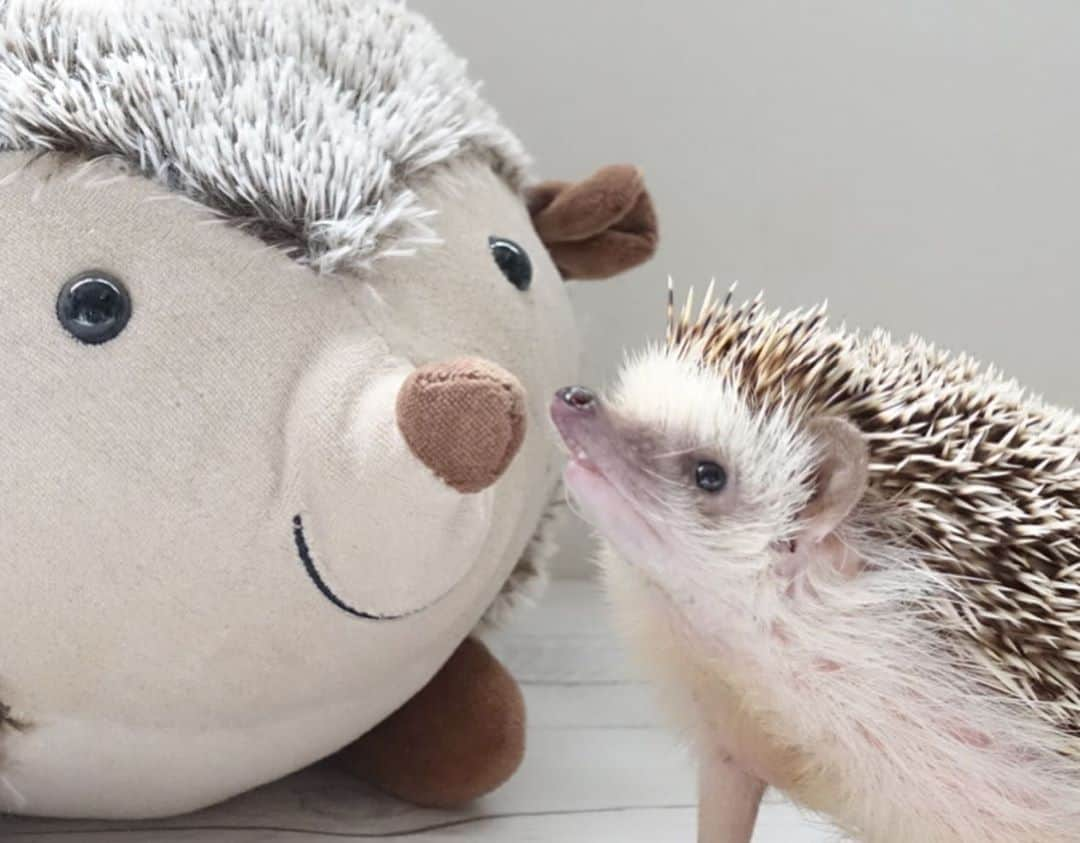 ラド&ティンクさんのインスタグラム写真 - (ラド&ティンクInstagram)「big and small 🦔  model ： Ocean  おっきなハートの輪郭のハリちゃんとおーしゃん。 りんごの帽子がお揃いなの🍎  おーしゃんはいつも見上げるからお友達って思ってるんだよね😊✨  フェルトりんご　@chiku2felt  りんごベレー帽　#ラドポンポン   #おーしゃん　#3歳6ヶ月 #はりねずみ #ハリネズミ #針鼠 #ヨツユビハリネズミ #ヘッジホッグ  #ペット #ふわもこ部 #モフモフ #hedgehog #pygmyhedgehog #lovelypet #cuteanimals #hedgehogfamily #hedgie #Hérisson #igel#riccio #Erizo #고슴도치 #刺猬 #pecotv #ラドポンポン #りんごベレー帽」9月28日 20時42分 - rado_pompon