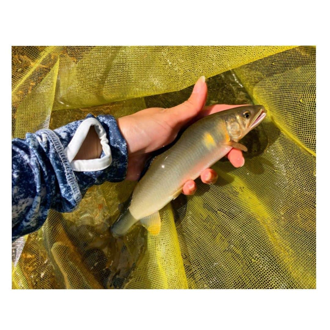 藤谷香々のインスタグラム：「今年最後の鮎釣り！ 初めての長良川♡ . . 矢島おとり店さん 1000円で3匹安い！ 22.8cmまでしか 釣れなかったから記録 更新できず.. . . 写真撮ったら雲が鮎の形 してて驚きʕº̫͡ºʔ ！！ 外で食べるご飯は おいしいっ♩♩ . . . 花粉がひどすぎるけど 楽しい１日♩♩ . . .  #岐阜県 #長良川 #鮎釣り #鮎 #鮎釣りガール #矢島おとり店 #アウトドア」