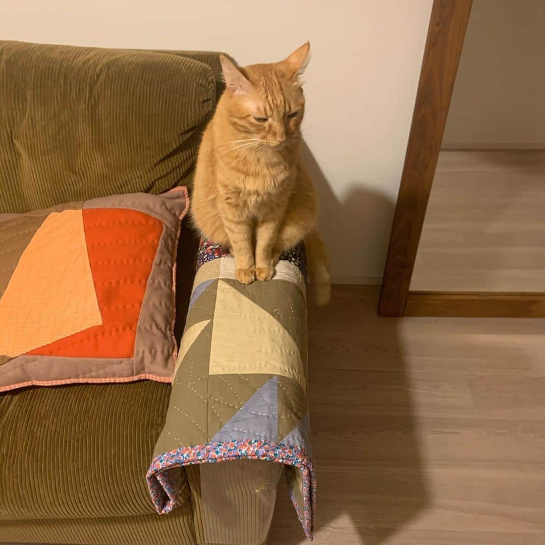 まつだみらいのインスタグラム：「🤎🤎🤎 #madeleinecat」