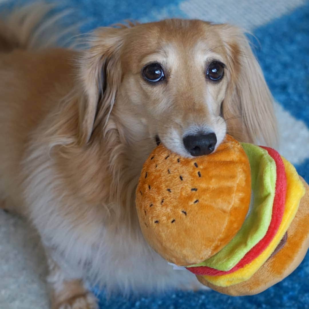 kazumiさんのインスタグラム写真 - (kazumiInstagram)「. レアちゃん、最近のお気に入り🍔 . バーガーで遊んでる姿見ると、先代犬のダグを思い出す🍔 . ダグが1番大好きなおもちゃのバーガーは、ダグと一緒にお空へ…🌈 . レアちゃんには新しく買ってあげました😁 . ちなみにルカくんはあまり興味なし…🤭💝 * * * #レア#レアちゃん#愛犬#癒し#可愛い#ダックス#ダックスフンド#ミニチュアダックス#ミニチュアダックスフンド#親バカ#バーガー#最近のお気に入り#ピーピーうるさい#投げてほしいくせに持ってこない#ヤンチャ姫#レア日記 #dachshund#miniaturedachshund#dachshund_world#dogstagram#dogofinstagram#dachshundsofinstagram#dachshundlove#instadog#todayswanko#cute#pretty#love」9月28日 20時39分 - dagumama