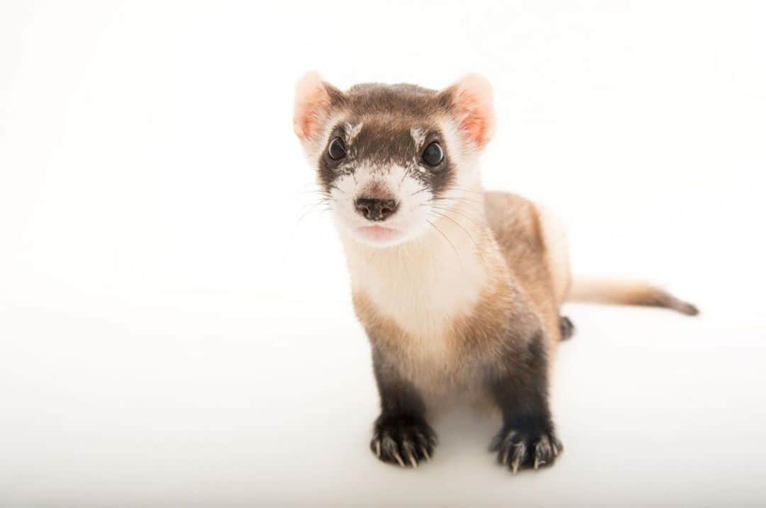Joel Sartoreさんのインスタグラム写真 - (Joel SartoreInstagram)「You might not realize it yet, but you’re currently looking into the eyes of an insatiable predator. The black footed ferret is a highly specialized hunter, with prairie dogs making up more than 90% of its diet. This species not only depends almost entirely on prairie dogs as a source of food, but they also rely exclusively on abandoned prairie dog burrows as a form of shelter from predators and harsh weather, and as a safe space to raise their young. Photo taken @thetorontozoo. #ferret #blackfooted #blackfootedferret #cute #long #nocturnal #prairie #burrow #underground #PhotoArk #savetogether」9月28日 20時40分 - joelsartore