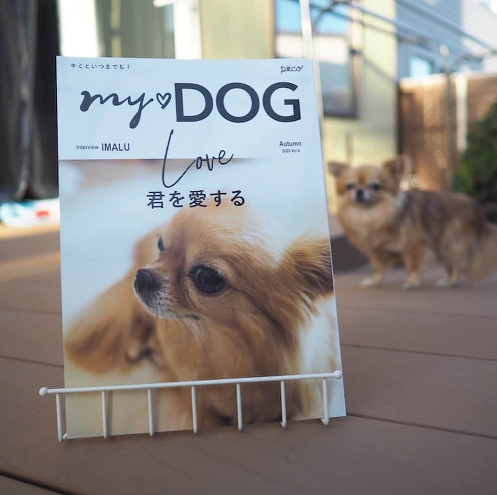 ruiruiさんのインスタグラム写真 - (ruiruiInstagram)「@pecomydog_official さんから出でいる雑誌『MY❤︎DOG』秋号が届きました🐾 今回は我が家のお姫様ルルが表紙になってます。今回も表紙と同じクリアファイル付🐾 我が家の家宝がまた増えました☺️ . . . うちの子表紙に興味のある方は「マイドック　雑誌」で検索してみてください。 下記にホームページのURLも載せておきますね😉 . . . https://mydog.peco-japan.com/ . . . . #pecodog #pecomydog #pecomydog世界にひとつだけのうちのコ表紙 #ペコいぬ部 #犬のいる暮らし #チワワ #ロングコートチワワ #ロンチー  #犬 #ふわもこ部 #愛犬 #わんこ #ペット  #犬 #多頭飼い #いぬすたぐらむ #ワンコ  #chihuahua #dog #dogsofinstagram  #instagramdogs #dogstagram #lovedogs  #doglover #instadog」9月28日 20時50分 - maruelmoruru