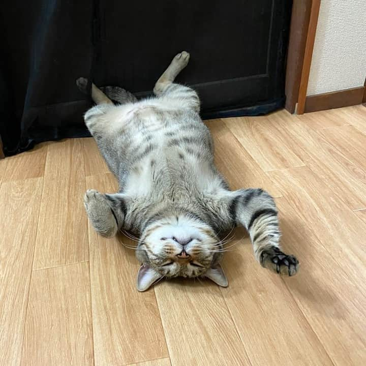 PECOねこ部さんのインスタグラム写真 - (PECOねこ部Instagram)「「明日は招き猫の日だにゃ〜🐾」 . #近頃の招き猫は #ゆるゆるスタイル #ヘソ天でご利益を招くこんぶくん😂 #右手は金運らしいよ💰 #ささ、みんなでこんぶくんパワーを頂戴しましょう😍💕 . 素敵な投稿してくださったのは… @taruchoro さん 他にも素敵なお写真がたくさんあるので、ぜひ遊びに行ってみてくださいね♪  #ペコねこ部 をつけて投稿すると… PECOのSNSで楽しくご紹介させていただきます😋  #ねこ #猫 #ネコ #ねこ部 #にゃんこ #かわいい #cat #cats #catsofinstagram #cats_of_instagram #catstagram #kawaii #meow #catlover #招き猫の日 #招き猫 #キジトラ #ヘソ天 #いろいろ可愛い #luckycat #beckoningcat #manekineko」9月28日 21時00分 - pecocats