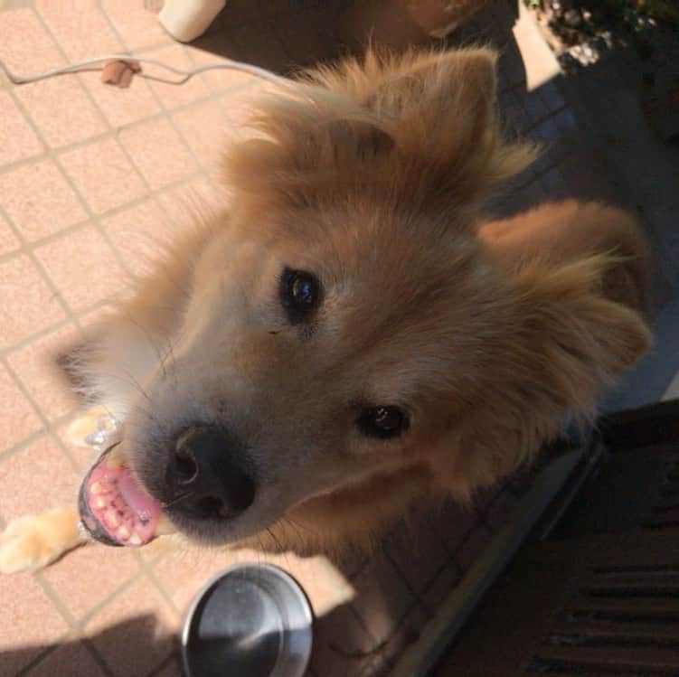 おーせさんのインスタグラム写真 - (おーせInstagram)「ポン太最近よく笑う。  ご機嫌ぽんつぁん😻  #犬 #dogstagram #中型犬 #ポン太 #長毛犬 #森家のどうぶつ園」9月28日 20時59分 - oosedon