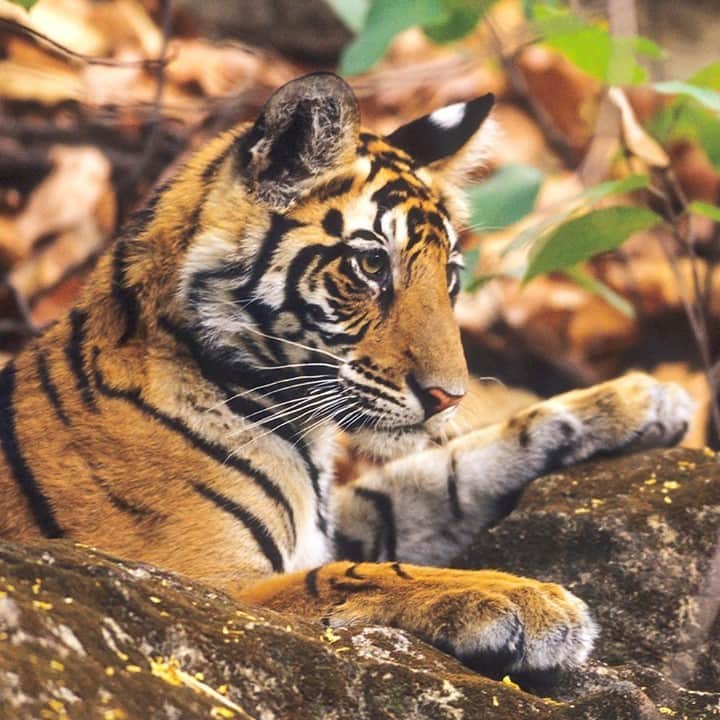 National Geographic Travelさんのインスタグラム写真 - (National Geographic TravelInstagram)「Photo by @daisygilardini / One of the best locations to photograph tigers is in India’s Bandhavgarh National Park. Of the six tiger species still alive today, the Bengal tiger is the most numerous, accounting for 70 percent of the entire world tiger population.  Global tiger populations have decreased by an alarming 96 percent over the last century, due to habitat loss and poaching. Today fewer than 4,000 remain in the wild. For this reason, tigers are globally listed as endangered on the IUCN Red List. Thanks to the help of wildlife organizations and communities around the world, we have seen a slight increase in numbers in the last few years, for the first time in a century. This is encouraging news. But we still have a long way to go to meet our goal to protect these amazing creatures! Follow me @daisygilardini for more images and behind-the-scenes stories. #India #tiger #endangeredspecies #BandhavgarhNationalPark」9月28日 21時08分 - natgeotravel