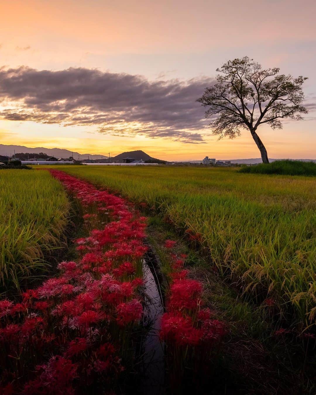 Koichiのインスタグラム：「| Red stream . #Hellofrom #Nara #BeautifulJapan . #曼珠沙華 #彼岸花 #明日香村 #奈良 .」