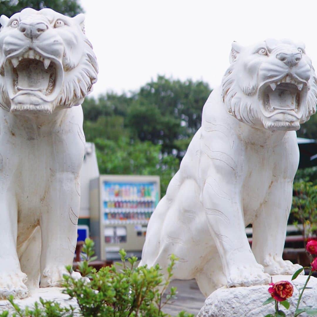 のインスタグラム：「いつかの石像🦁  I don't know what is this. I think that these are Lion. Gaoh〜笑  #camera  #sony  #α5100  #カメラ好き #石像 #ライオン #ゆいまる写真部」