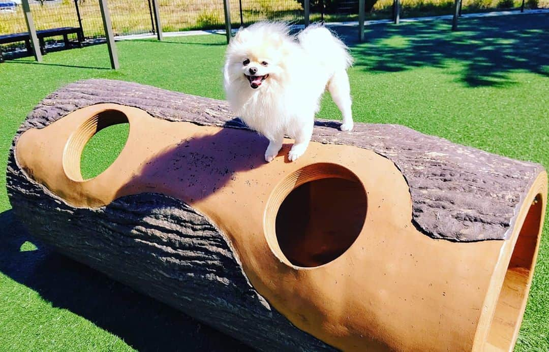 京野美麗のインスタグラム：「⛰️ dog park！」