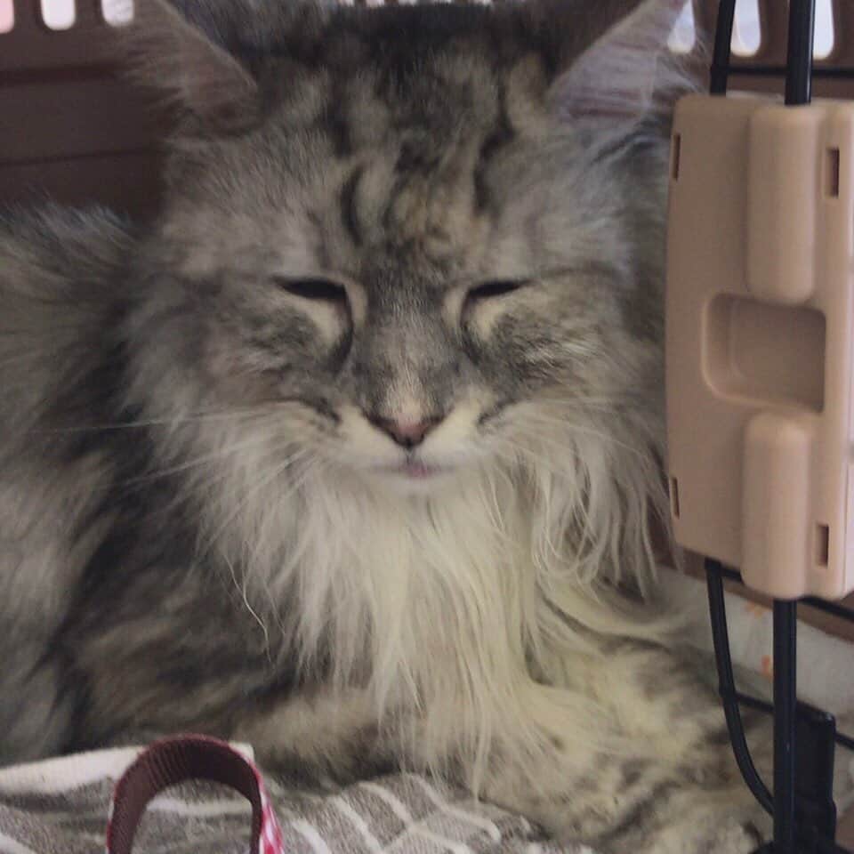 大山純のインスタグラム：「注射されたり毛を切られたり。なんだかもうイヤになっちゃった猫。 #今日のめいねこ #catsofinstagram ##ねこすたぐらむ #メインクーン」