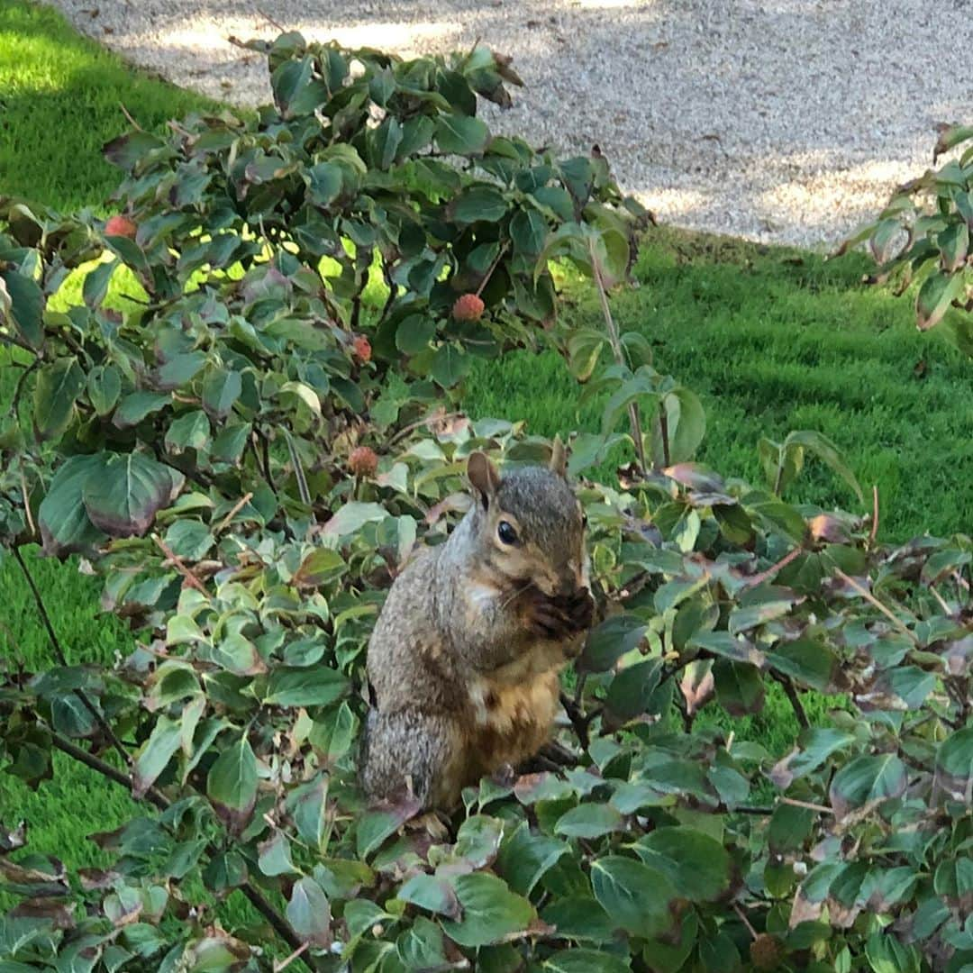 スーザン・ルッチさんのインスタグラム写真 - (スーザン・ルッチInstagram)「Fall sighting!  He’s getting ready!  Happy late September Monday!!! 🐿🐿🐿🍁🍁🍁🎃」9月28日 21時42分 - therealsusanlucci