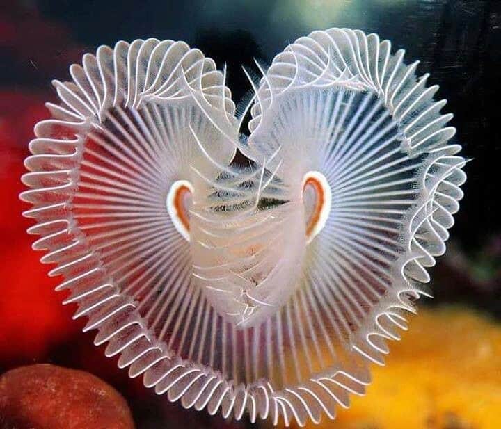 フラヴィア・ルチーニのインスタグラム：「Life is fragile. There is no planet B 🌎! #saynotoplastic #eatlessmeat #bekindtoanimals #noplasticstraws #nosingleuseplastic . We need to start caring for this planet. It needs us urgently!」