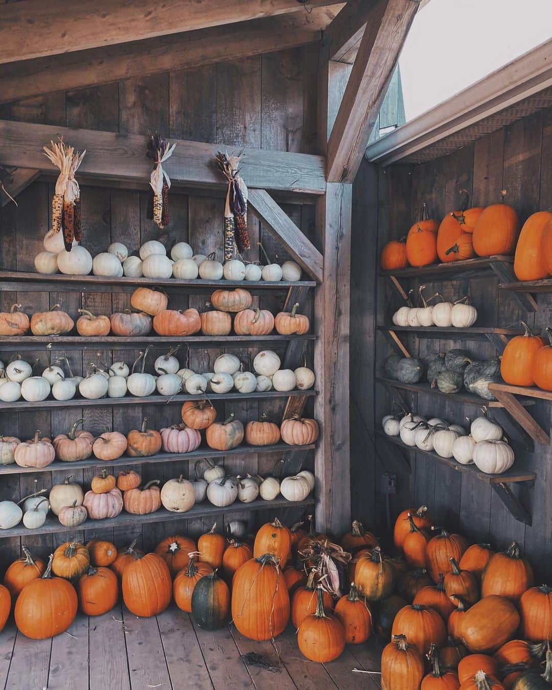 Kalyn Nicholsonのインスタグラム：「pssst... if you sneak over to my channel you may find the Youtober 2020 playlist + trailer waiting to introduce you to the ghoul, ghost and goblin goodness coming there daily this October 🍂」
